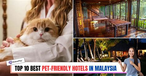 luzon pet friendly beach hotels|THE 10 BEST Pet Friendly Hotels in Luzon (2024) .